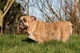 BULLDOG ANGLAIS 122